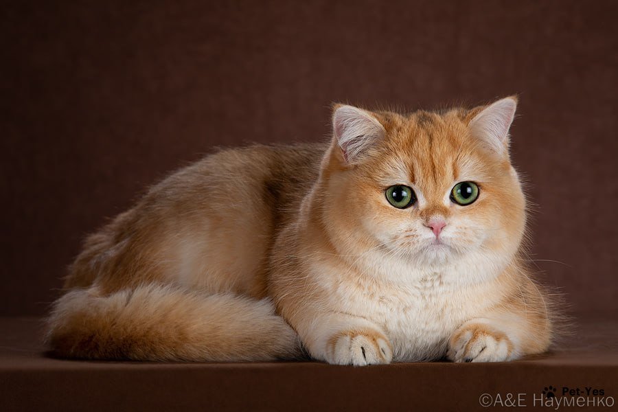 Британская кошка золотого окраса. Фото: Питомник Aristocratic Calm