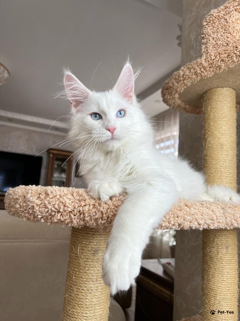 Кот Мейн кун белый (31 фото)