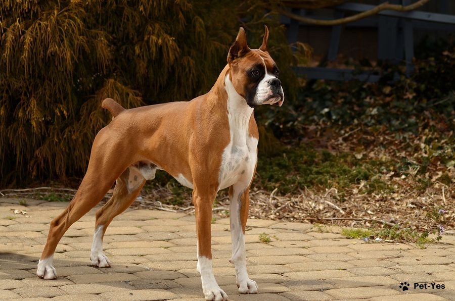 Лучшие породы собак для охраны дома - фото с названиями | Pet-Yes