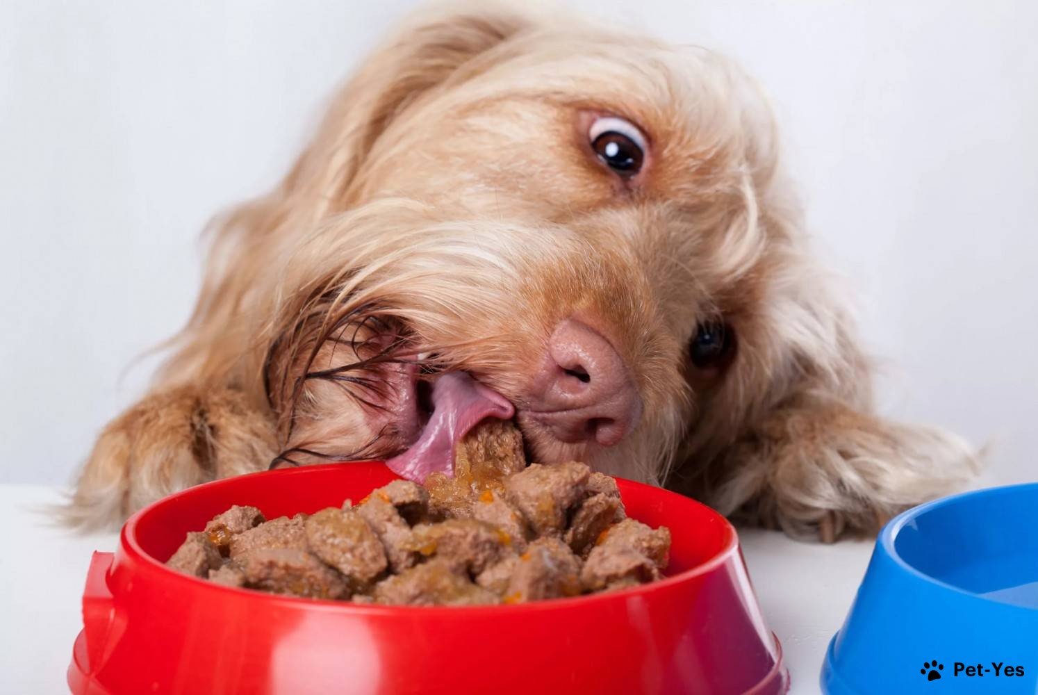 Собака ест влажный корм
