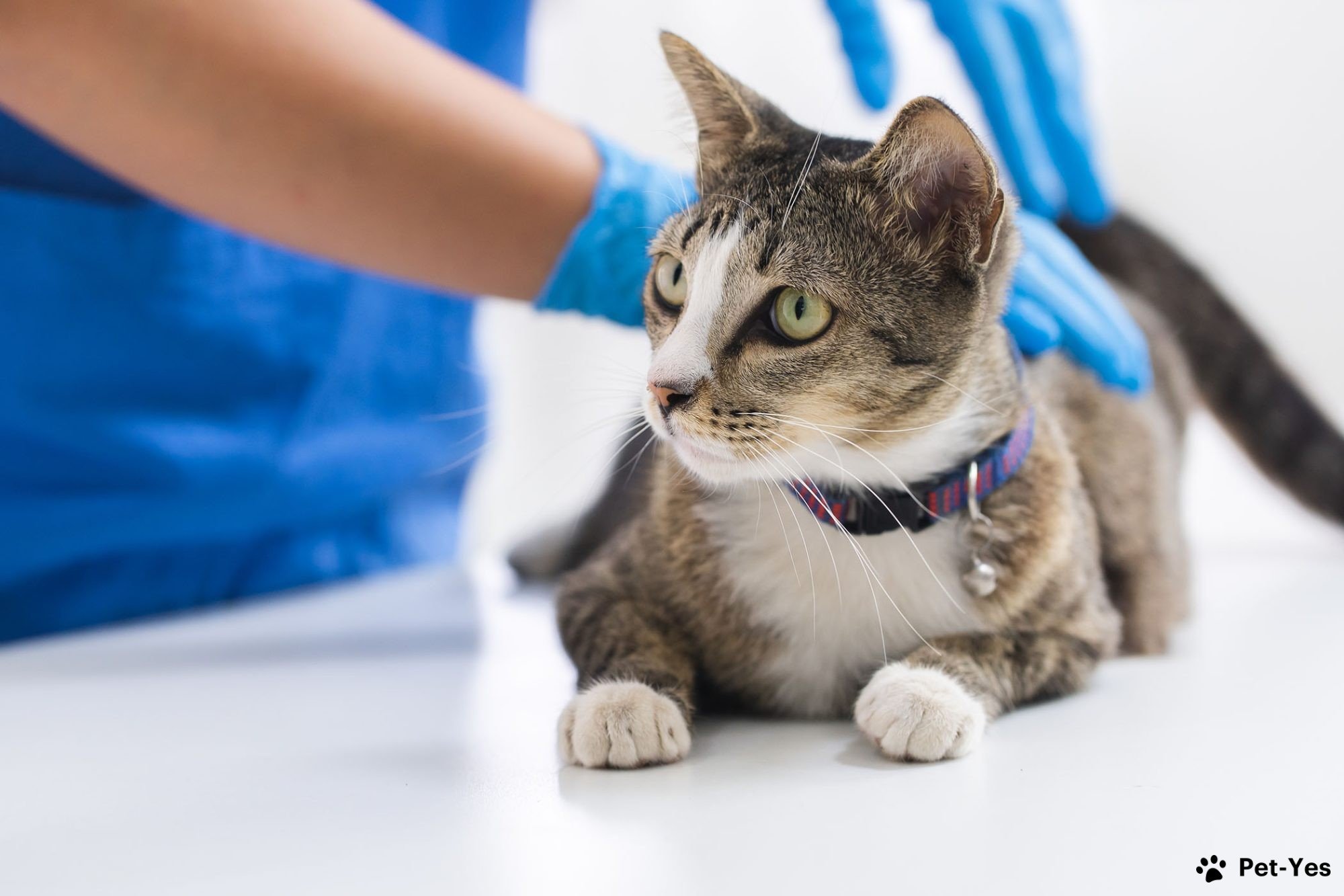 Кошка на приёме в ветеринарной клинике