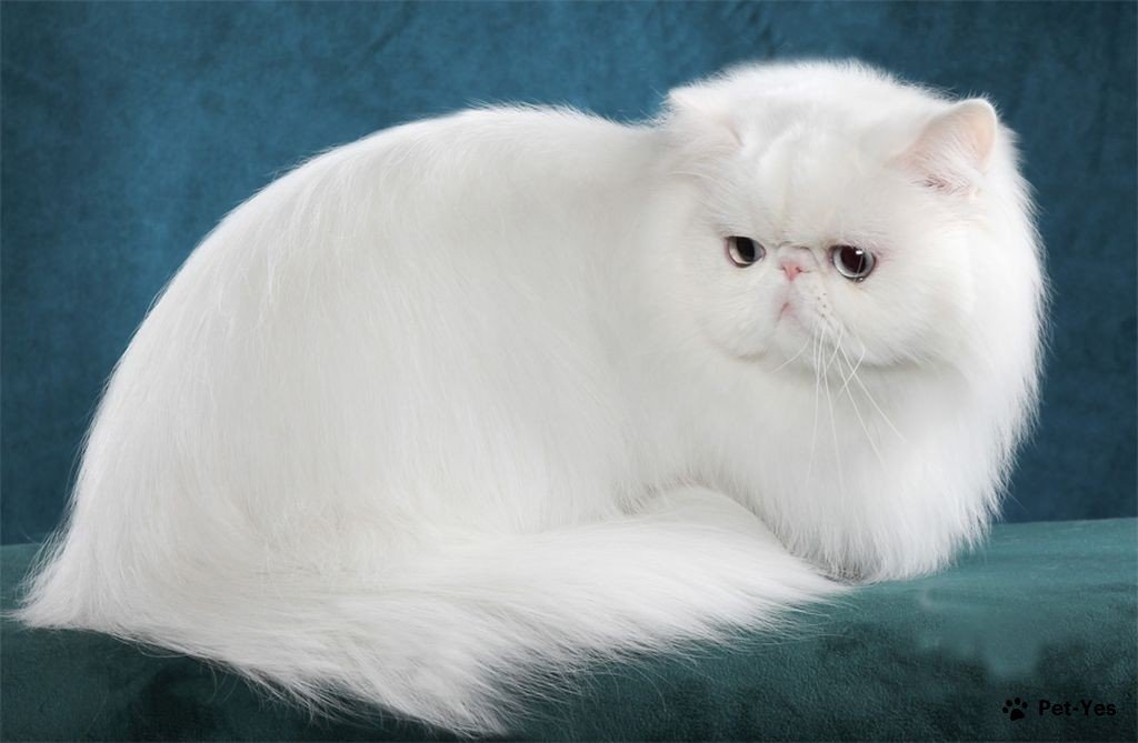Фотография персидской кошки белого окраса