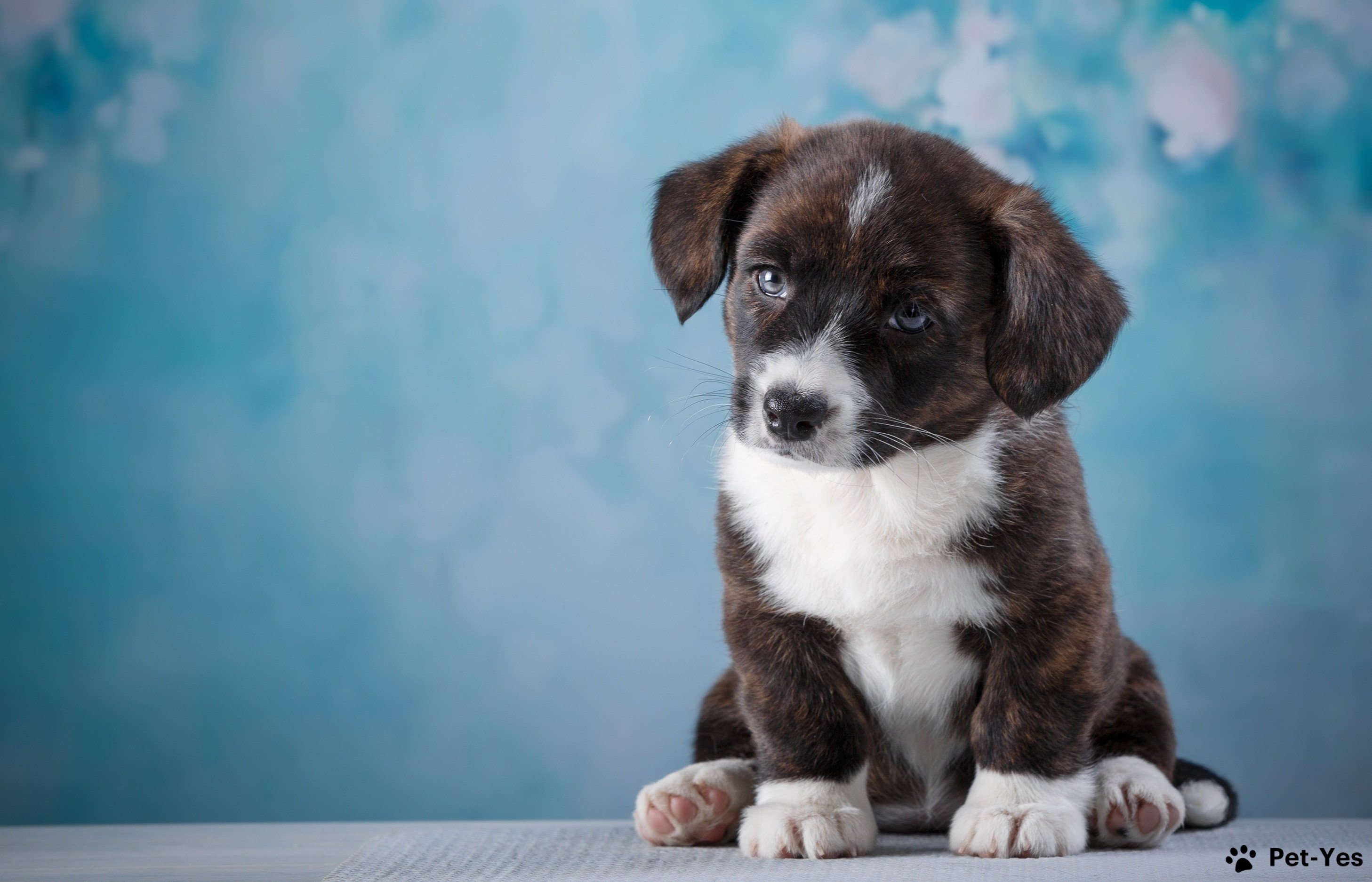 Договор купли-продажи щенка: для чего нужен и как заключить | Pet-Yes