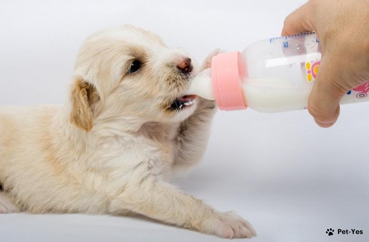Щенок пьет молоко из бутылочки